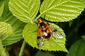 Volucella_inflata_D6135_Z_88_Les Gris_Frankrijk